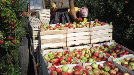 Россия прекратила импорт сельхозпродукции из Молдовы