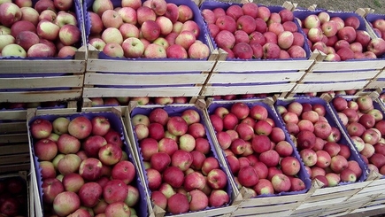 В Молдове поставили рекорд по переработке яблок