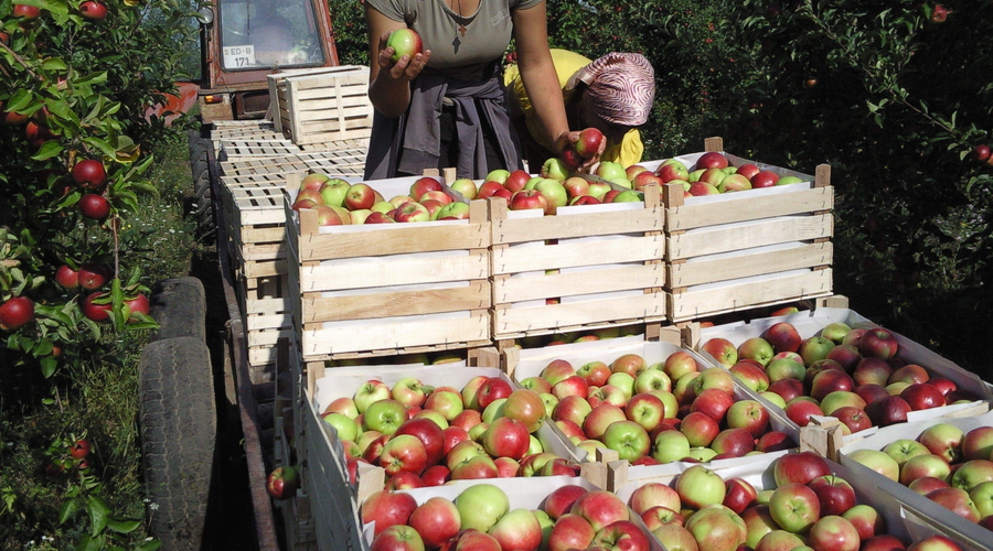 Россия прекратила импорт сельхозпродукции из Молдовы