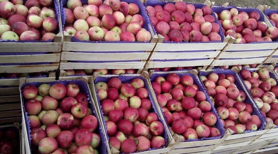 В Молдове поставили рекорд по переработке яблок