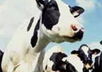 Производство молока в республике необходимо субсидировать