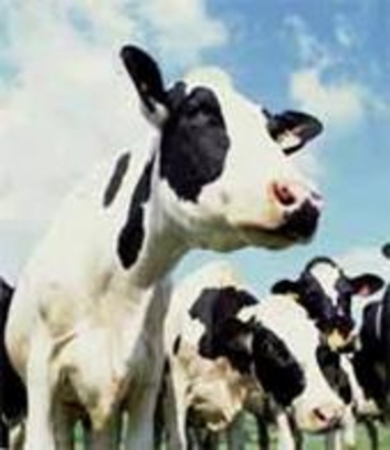 Производство молока в республике необходимо субсидировать