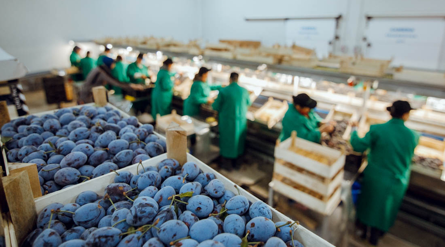 Выращенные в Гагаузии сливы впервые экспортируются в Европейский Союз!