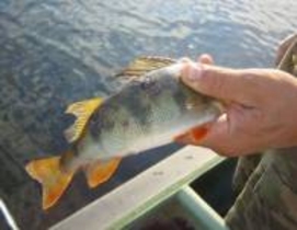 В Приднестровье будет проводиться мелиоративный отлов окуня